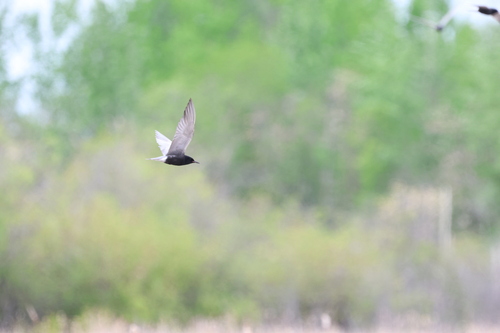 Black Tern