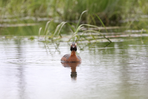 Horned Grebe