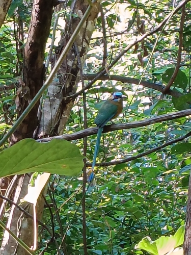 Amazonian Motmot