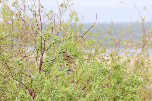 Cedar Waxwing
