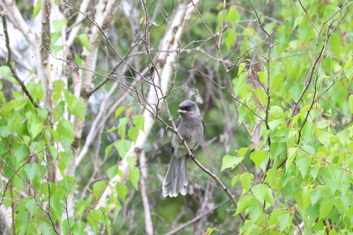 Canada Jay