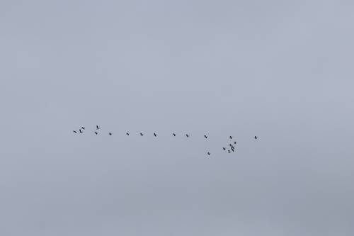 American White Pelican