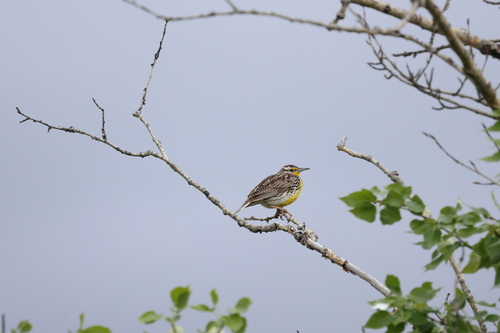 Western Meadowlark