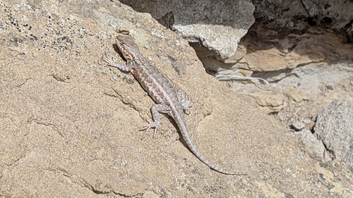 Common Sagebrush Lizard