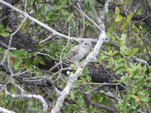 Vireo gris