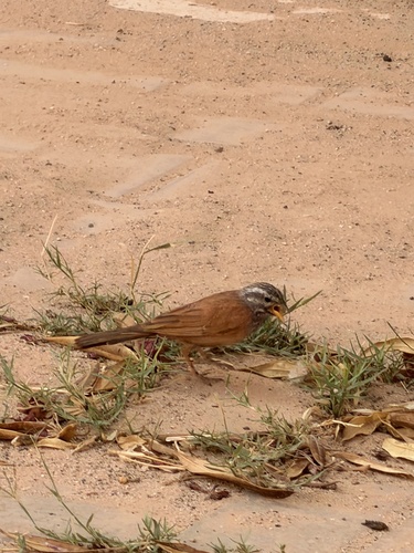 House Bunting