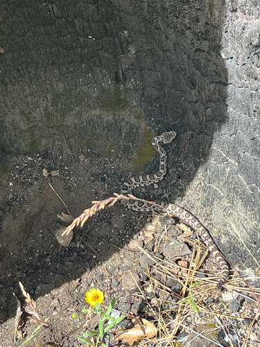 iNaturalist observation photo of Northern Pacific Rattlesnake