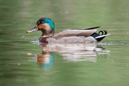 Mallard