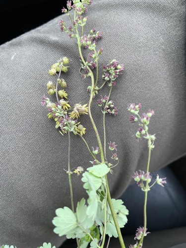 Veiny Meadow-rue
