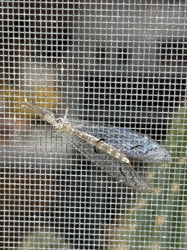 Euptilon ornatum