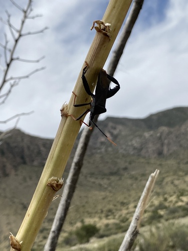 Giant Agave Bug