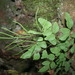 Llavea cordifolia - Photo (c) Mané Salinas Rodríguez, all rights reserved, uploaded by Mané Salinas Rodríguez