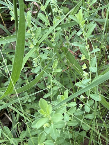 Smartweed Leafflower