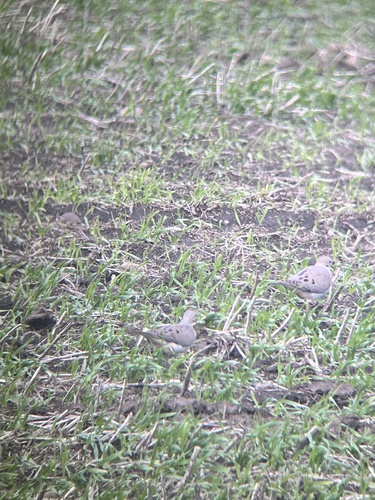 Mourning Dove