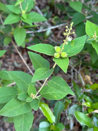 Bush croton