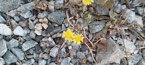 Launaea nudicaulis