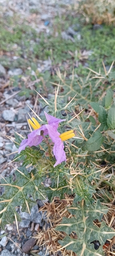 Surattense Nightshade