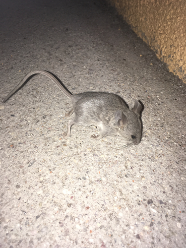 Cactus Deermouse