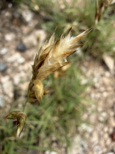 Hairy Erioneuron