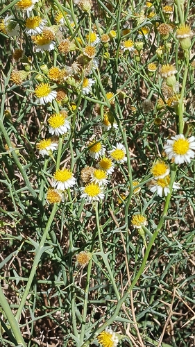 Spiny Chloracantha