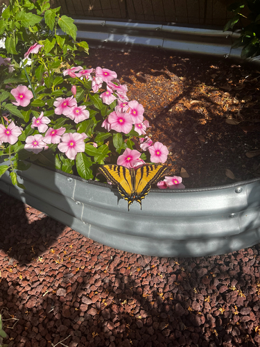 Western Tiger Swallowtail