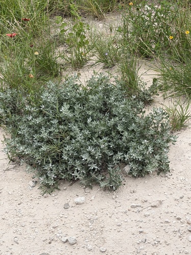 Shrubby Tiquilia