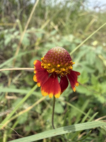 Smallhead Sneezeweed