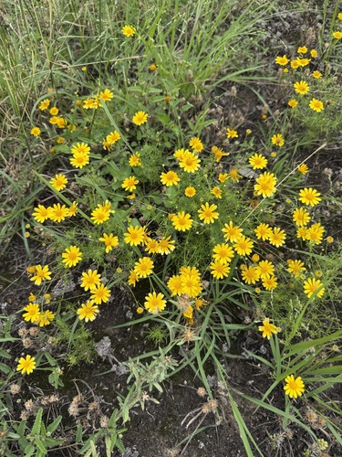 Parralena