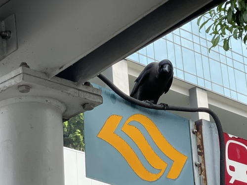 House Crow