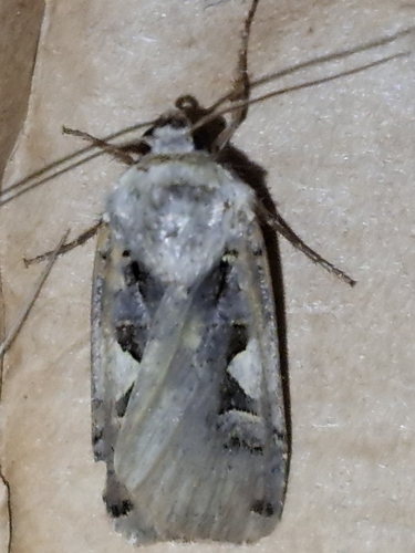 Setaceous Hebrew Character
