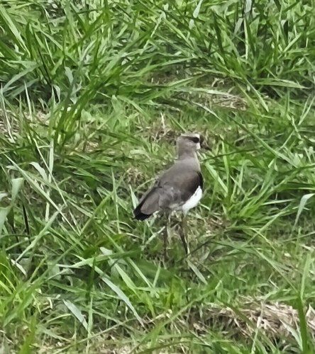 Southern Lapwing