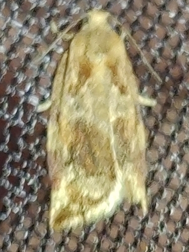 Variegated Golden Tortrix