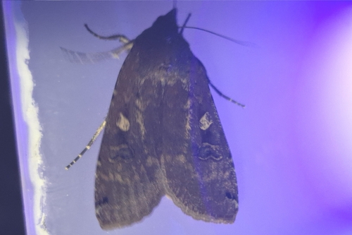 Large Yellow Underwing