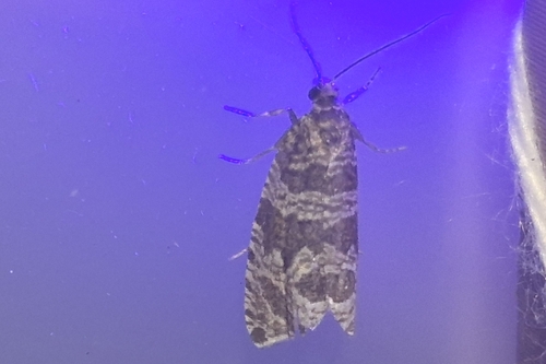 Silver-striped Marble