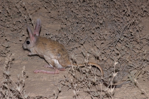 Svertzov's Jerboa (Allactaga severtzovi) — Least Concern Mammalia