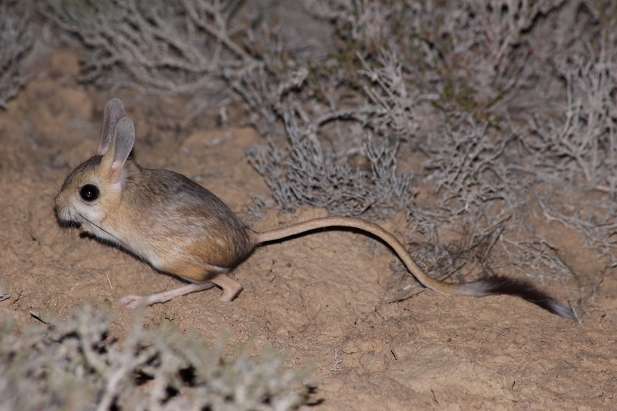 Birinchi anal jinsiy aloqa