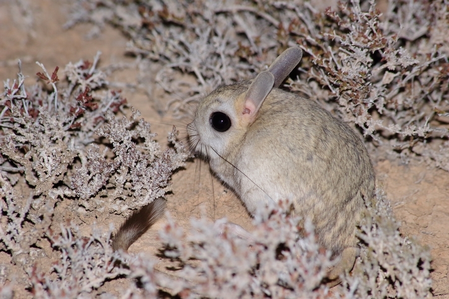 Dwarf Fat-tailed Jerboa (Pygeretmus pumilio)