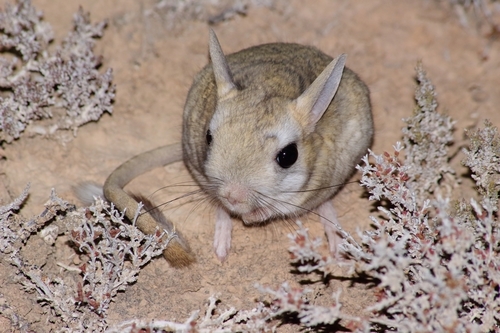 Dwarf Fat-tailed Jerboa