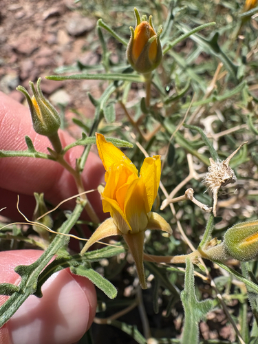Royal Gorge blazingstar