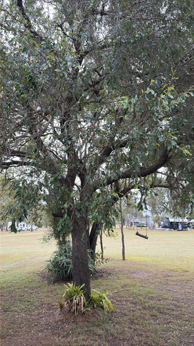 quinine bush