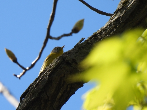Nashville Warbler