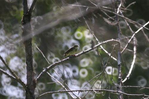 Northern Waterthrush