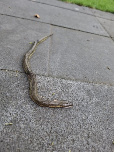 Hypsiscopus wettsteini