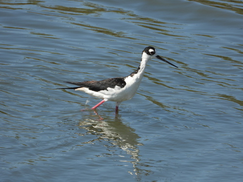 iNaturalist observation photo of Black-necked Stilt