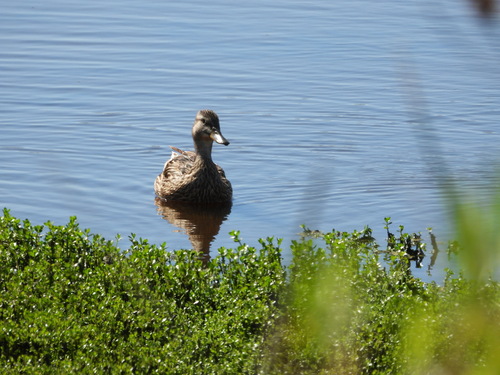 iNaturalist observation photo of Mallard