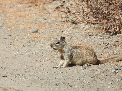 iNaturalist observation photo of California Ground Squirrel