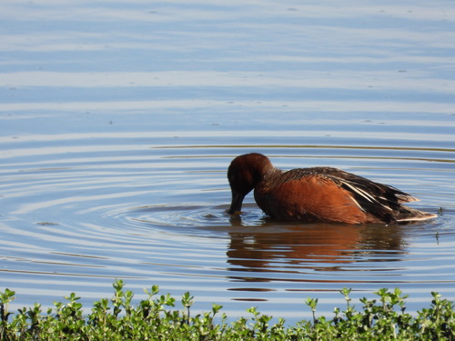iNaturalist observation photo of Cinnamon Teal