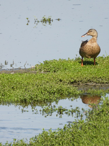 iNaturalist observation photo of Mallard