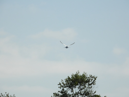 iNaturalist observation photo of Forster's Tern