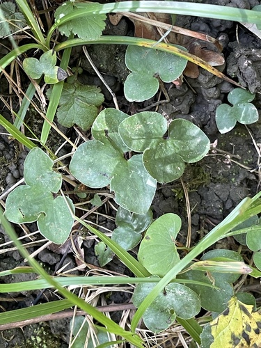 Liverleaf